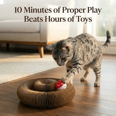 The Spiral - Behavioural Solution for Cats