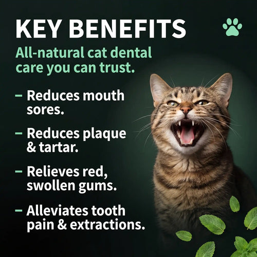 Premium Cat Dental Powder